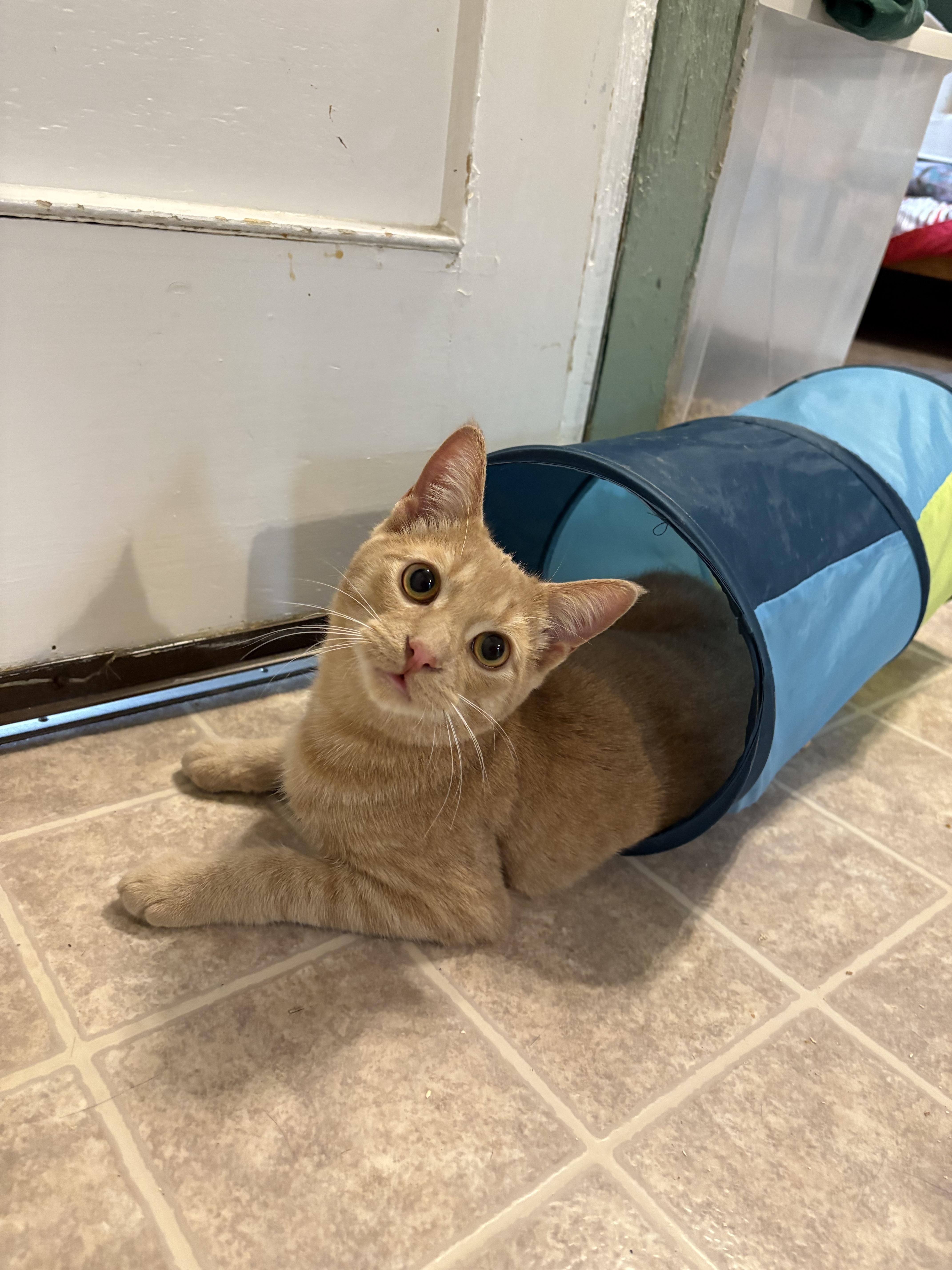 Scruffy, a Adopted Domestic Short Hair in East Garafraxa, ON image 3/4