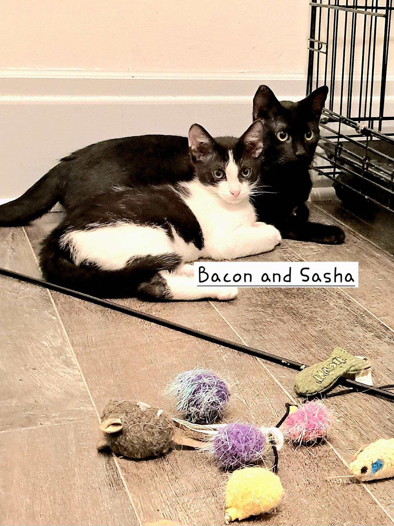 Sasha and Bacon