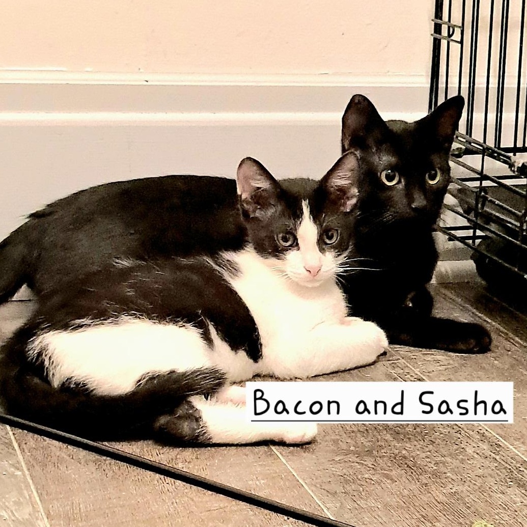 Sasha & Bacon (bonded pair)