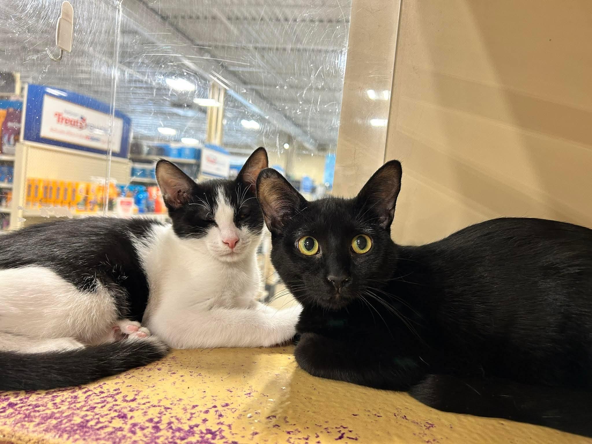 Sasha & Bacon (bonded pair)