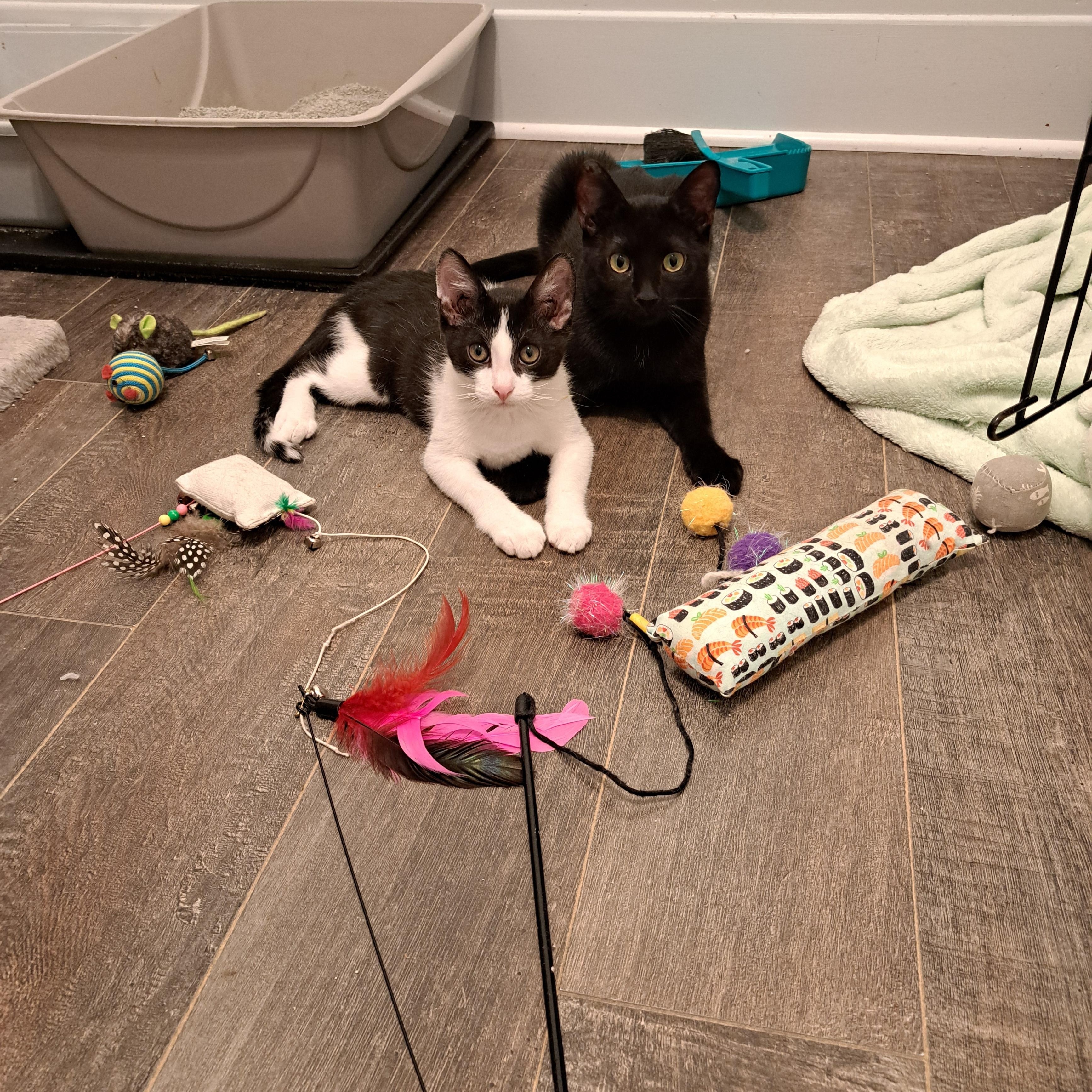 Sasha & Bacon (bonded pair)