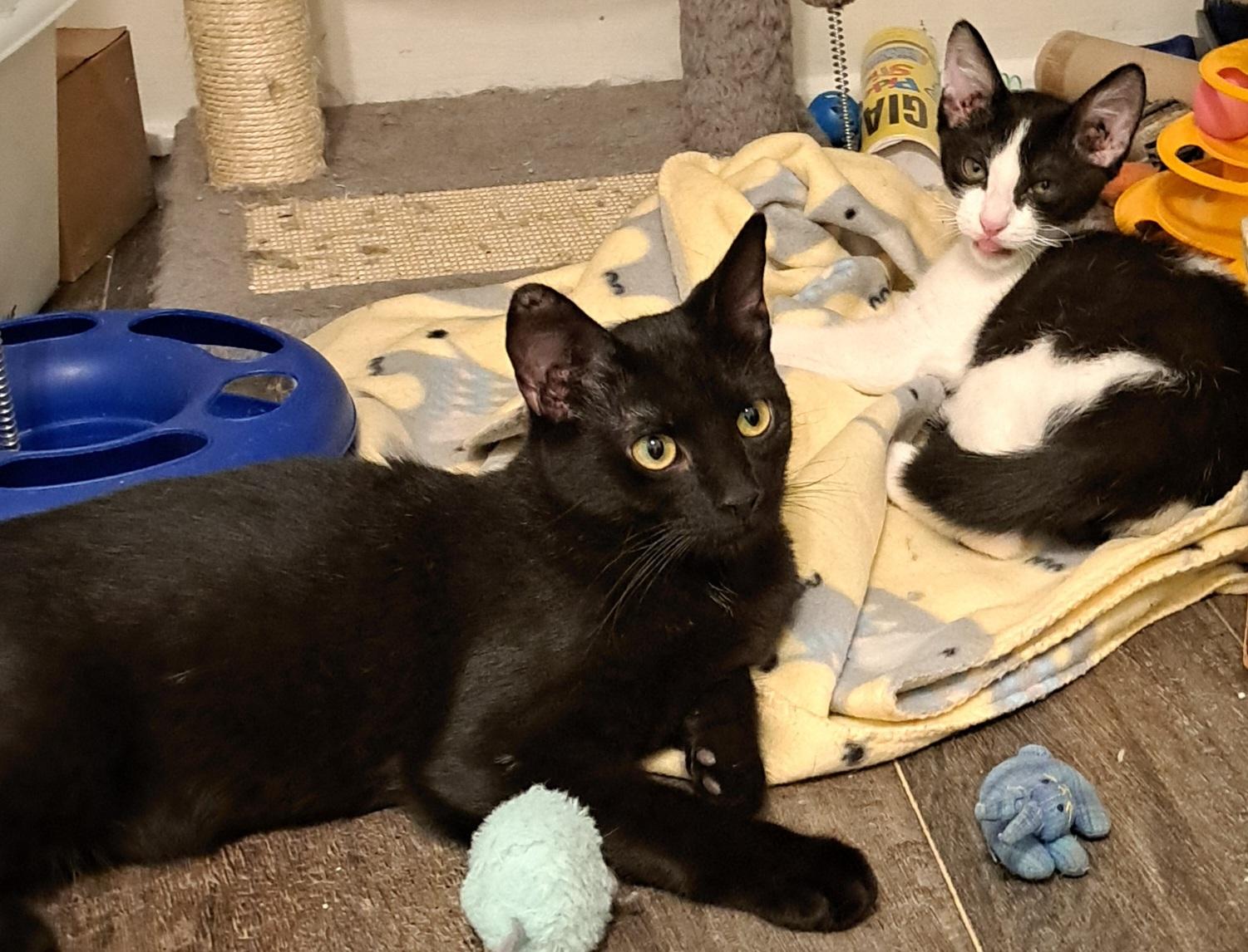 Sasha & Bacon (bonded pair)