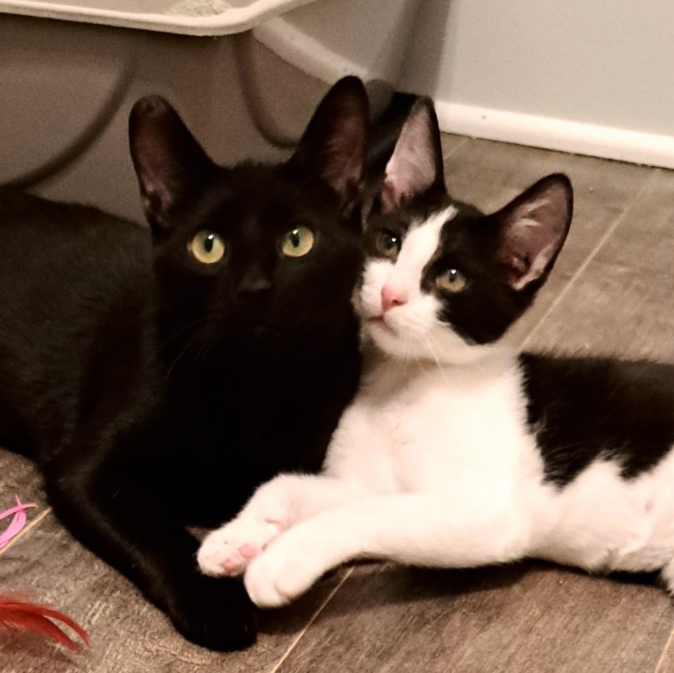 Sasha & Bacon (bonded
