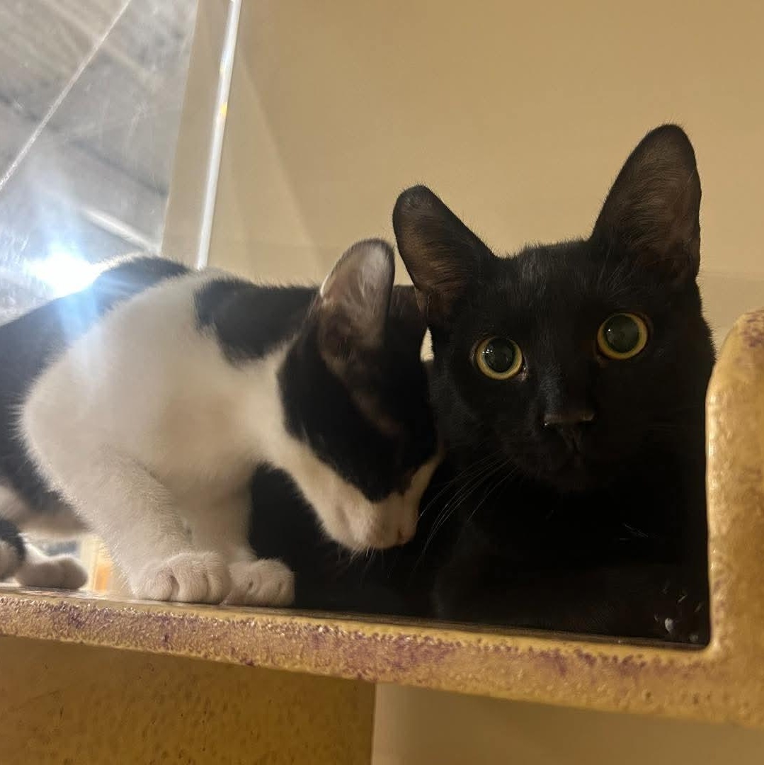 Sasha & Bacon (bonded pair)