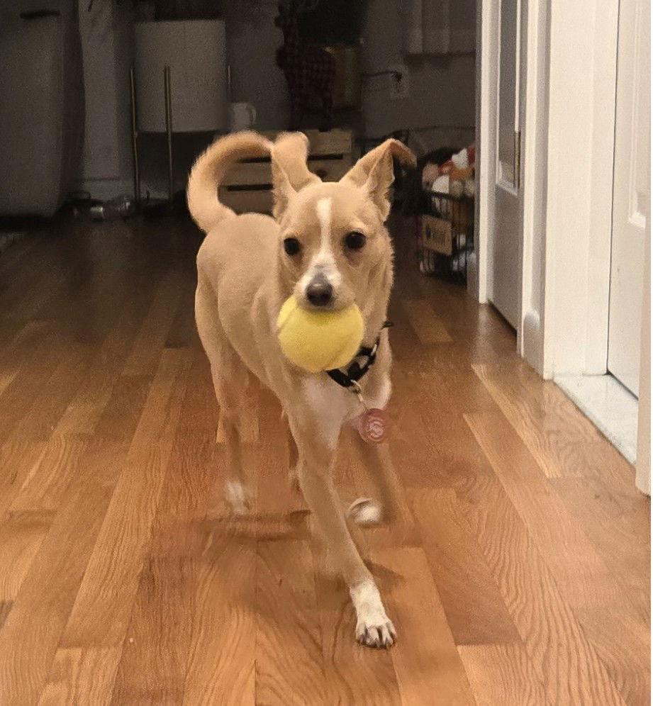 Enlarge Pugsley Adams *LOCAL*, a Adoptable mixed breed in Wakefield, RI image 1/3