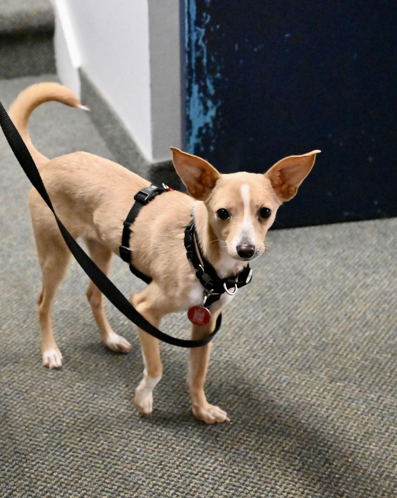 Enlarge Pugsley Adams *LOCAL*, a Adoptable mixed breed in Wakefield, RI image 2/3