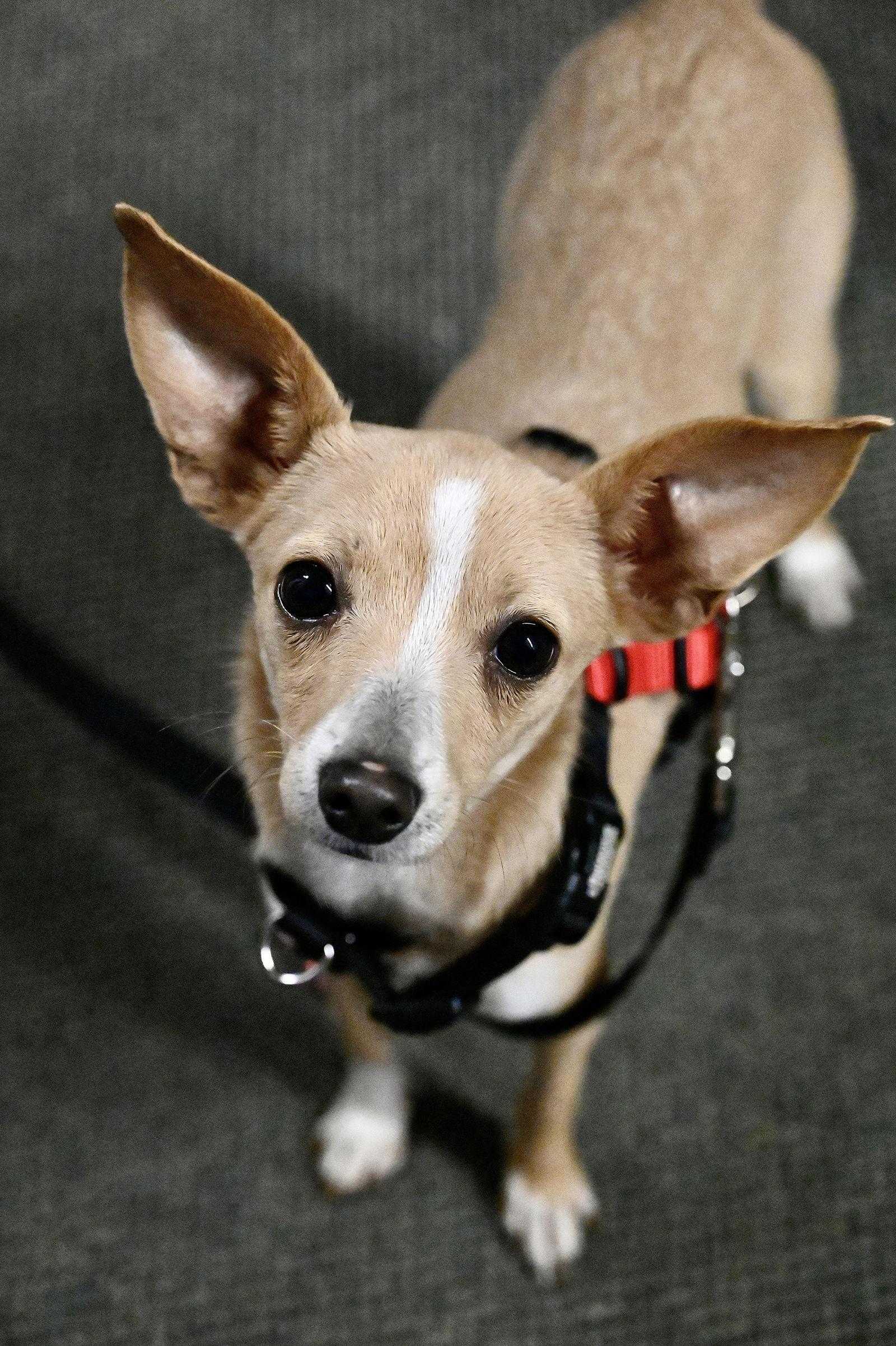 Enlarge Pugsley Adams *LOCAL*, a Adoptable mixed breed in Wakefield, RI image 3/3