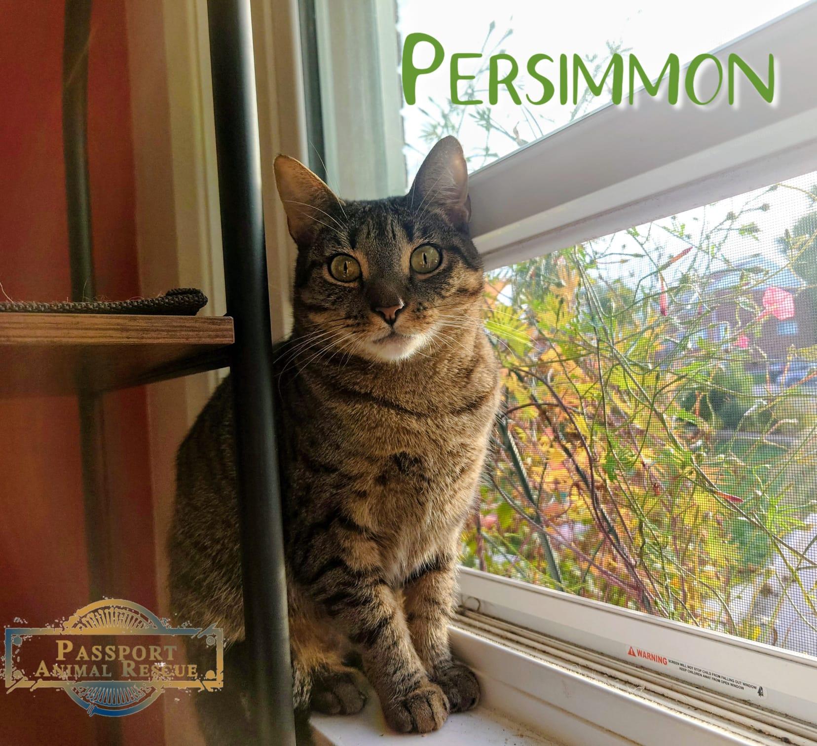 Persimmon, a Adoptable Domestic Short Hair in Nottingham, MD image 2/2