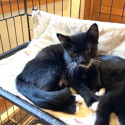 Gentry, adoptable, Young Male Domestic Short Hair.