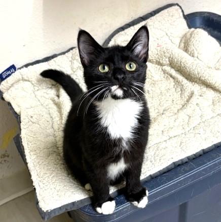 Gentry, adoptable, Young Male Domestic Short Hair.