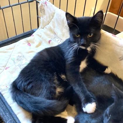 Gentry, an adoptable Domestic Short Hair in Long Beach, WA image 2/2