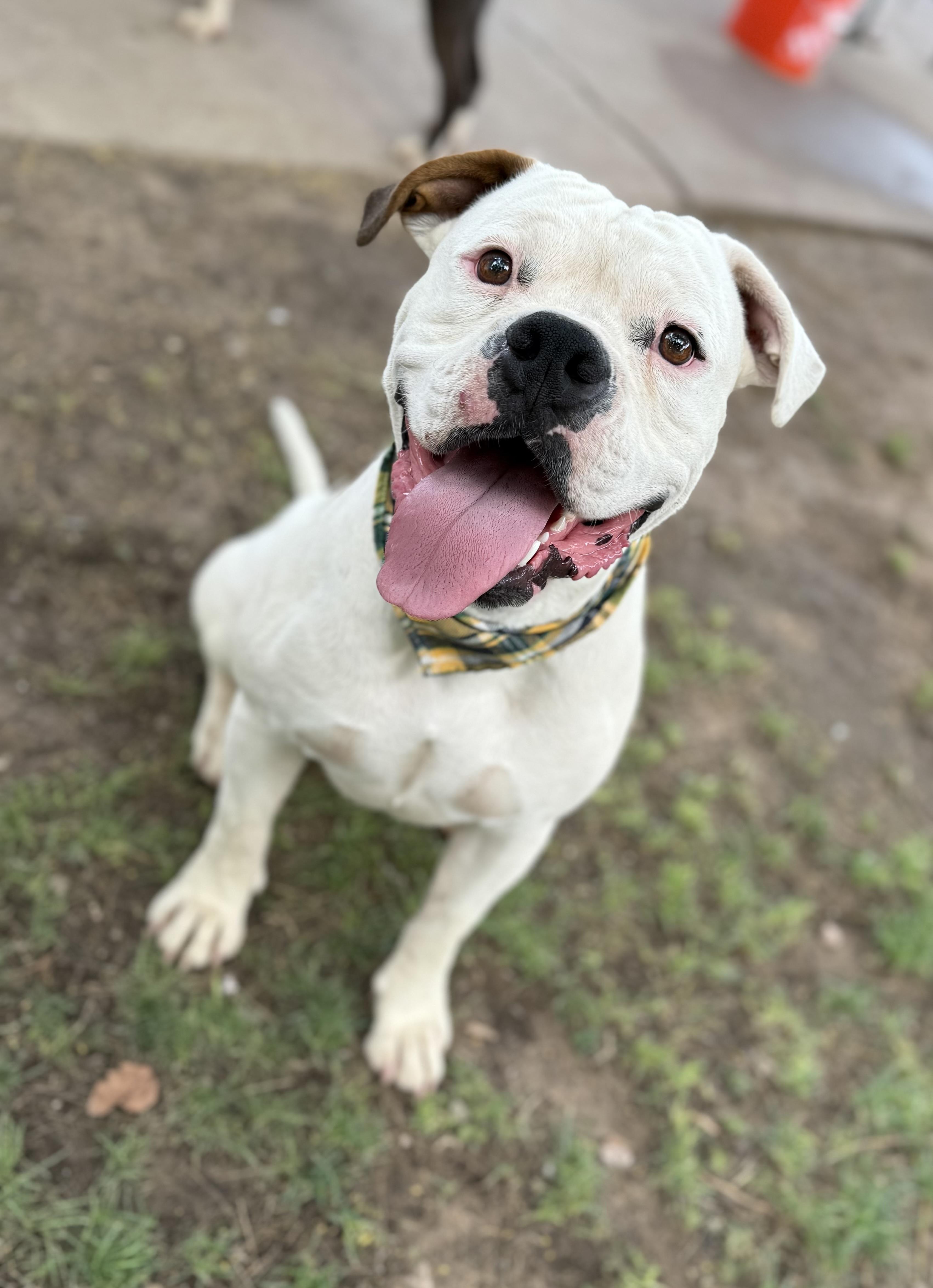 Siren, a Adoptable mixed breed in Phoenix, AZ image 1/4