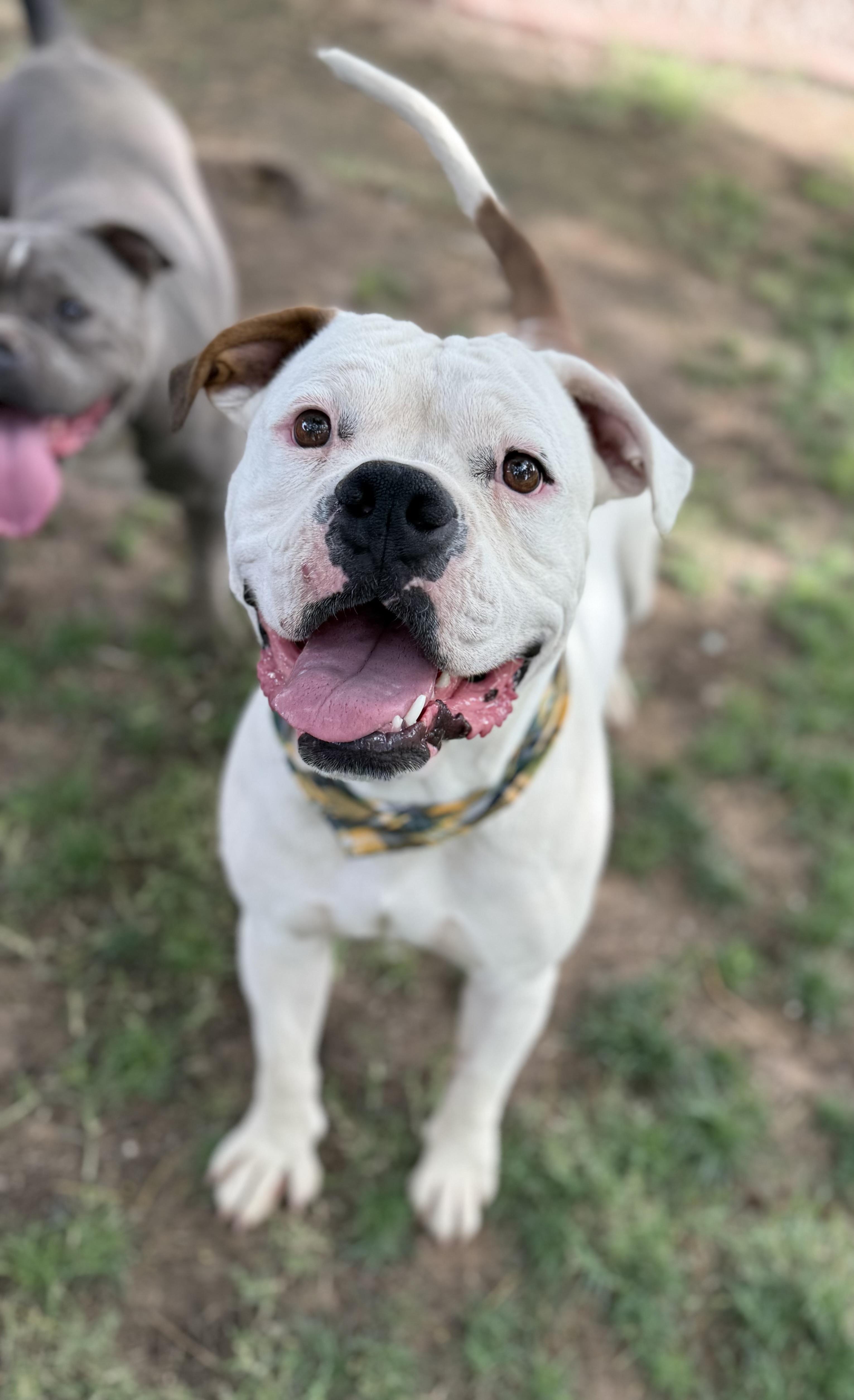 Siren, a Adoptable mixed breed in Phoenix, AZ image 2/4