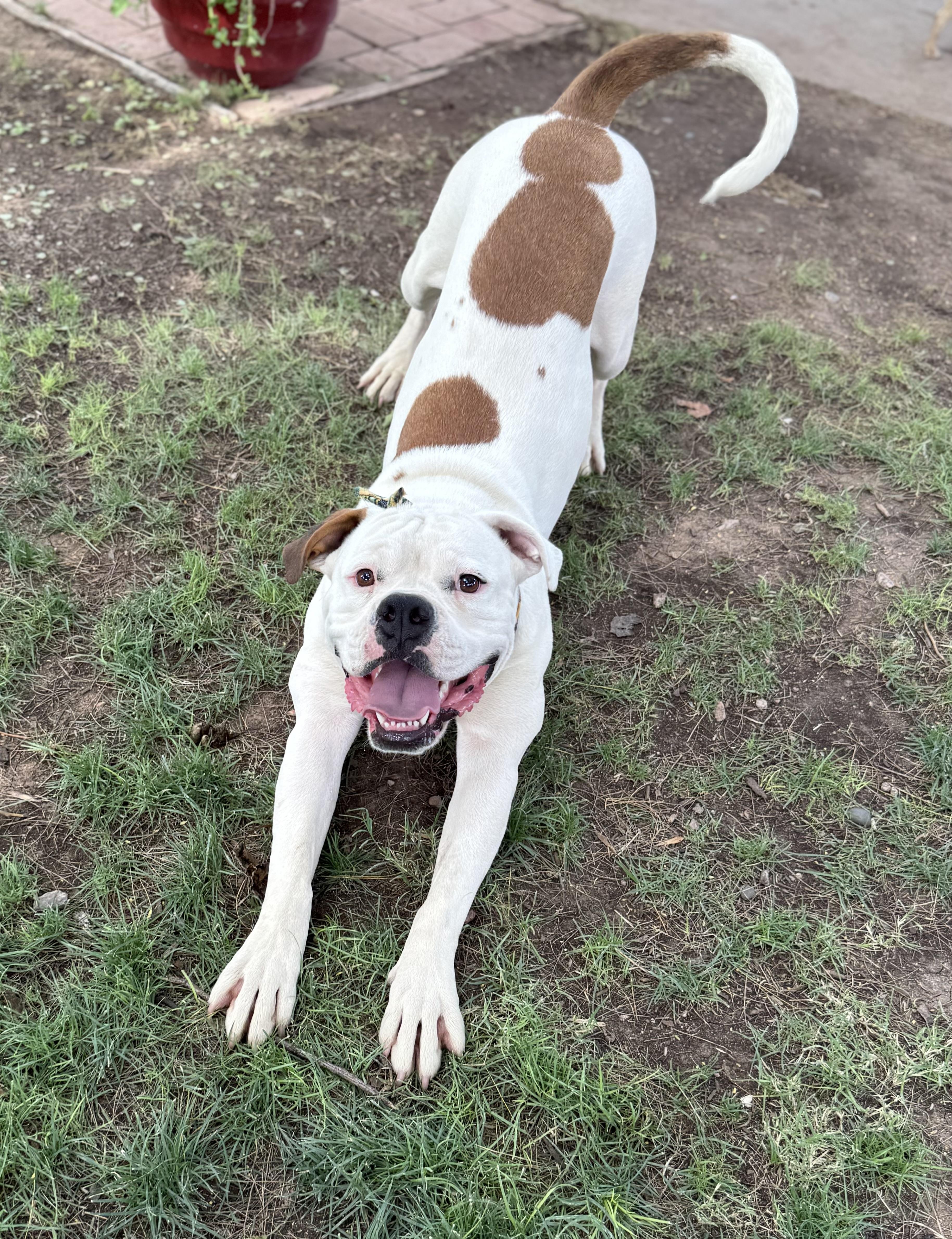 Siren, a Adoptable mixed breed in Phoenix, AZ image 3/4
