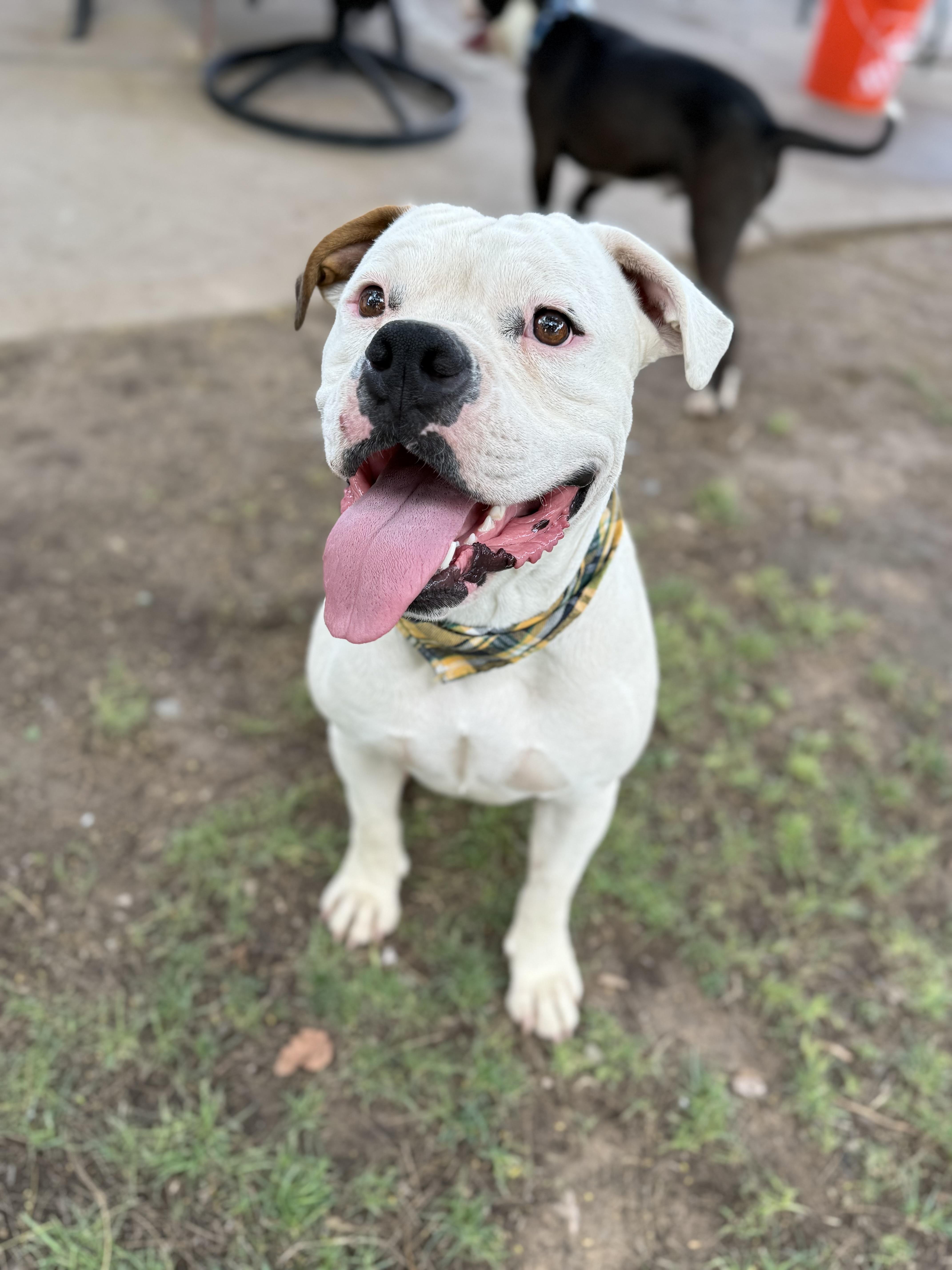 Siren, a Adoptable mixed breed in Phoenix, AZ image 4/4