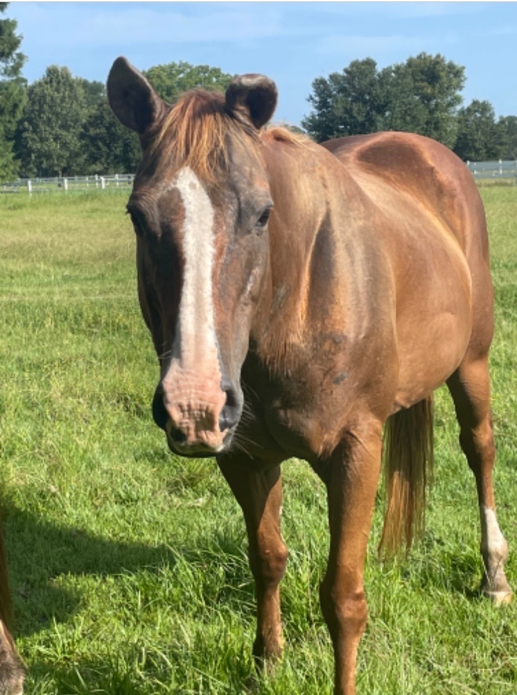 Enlarge CeeJay, a Adoptable mixed breed in Baton Rouge, LA image 1/2