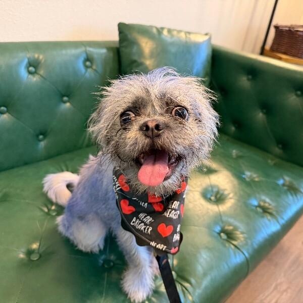 Mrs Cat Cookie Monster Mr.Worldwide - Adoptable Pet | Petfinder