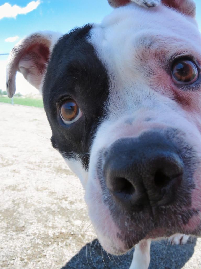 Jonquil, Adoptable, Adult Male Terrier & Boston Terrier.