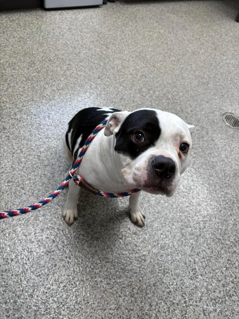 Jonquil, a Adoptable mixed breed in Van Wert, OH image 2/4