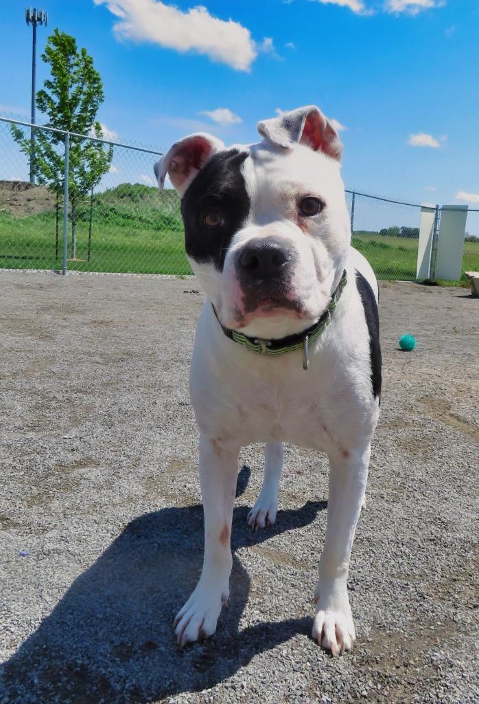 Jonquil, a Adoptable mixed breed in Van Wert, OH image 3/4
