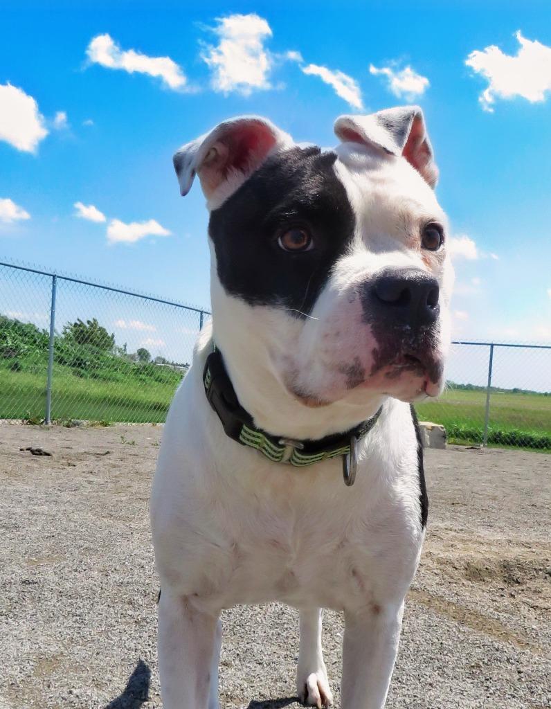 Jonquil, a Adoptable mixed breed in Van Wert, OH image 4/4