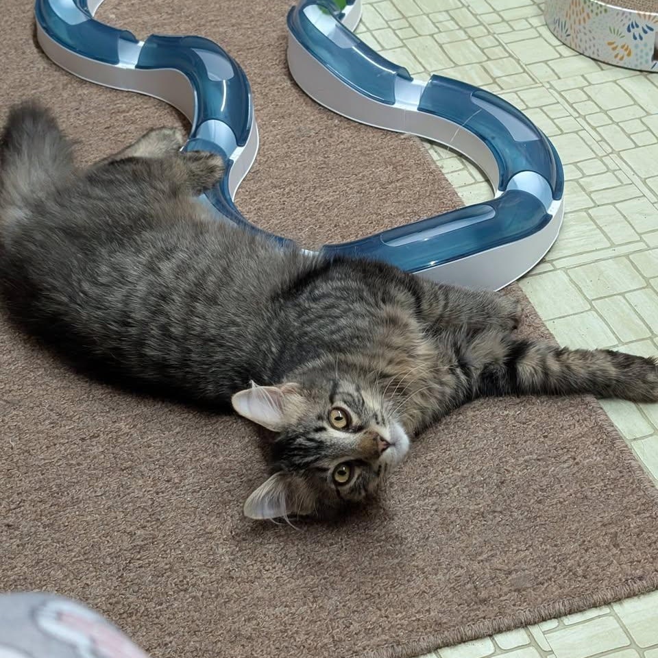 Enlarge Bruno & Mirabel (Bonded), a ADOPTABLE mixed breed in East Amherst, NY image 3/6