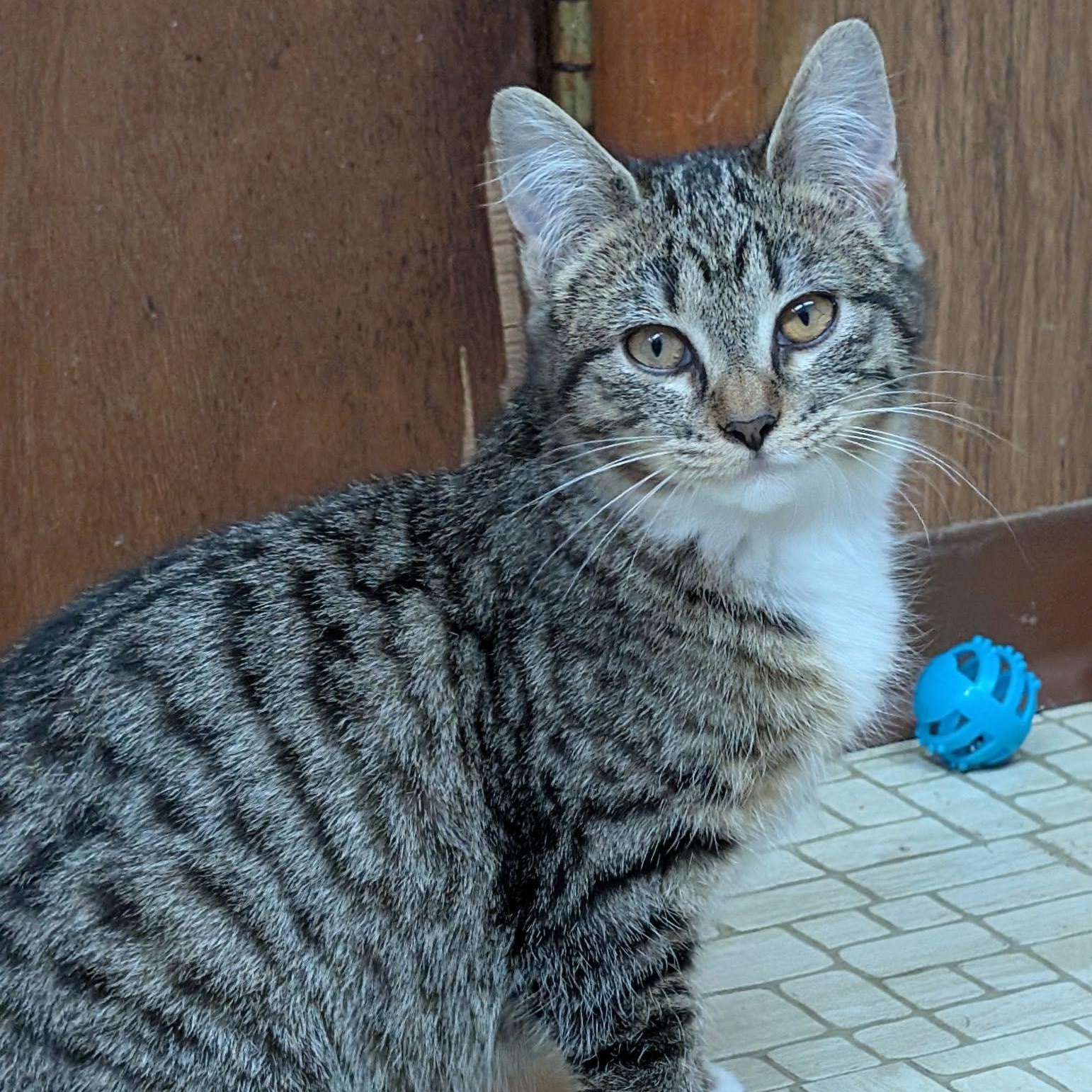 Enlarge Bruno & Mirabel (Bonded), a ADOPTABLE mixed breed in East Amherst, NY image 6/6