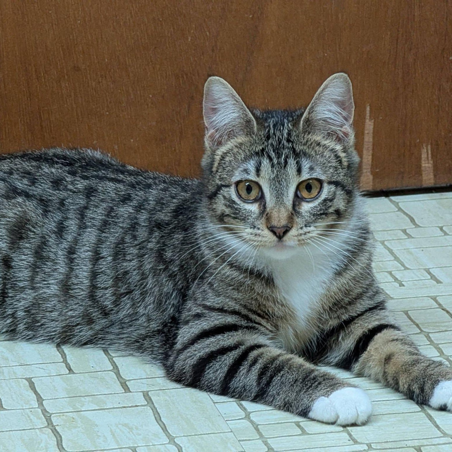 Enlarge Bruno & Mirabel (Bonded), a ADOPTABLE mixed breed in East Amherst, NY image 5/6