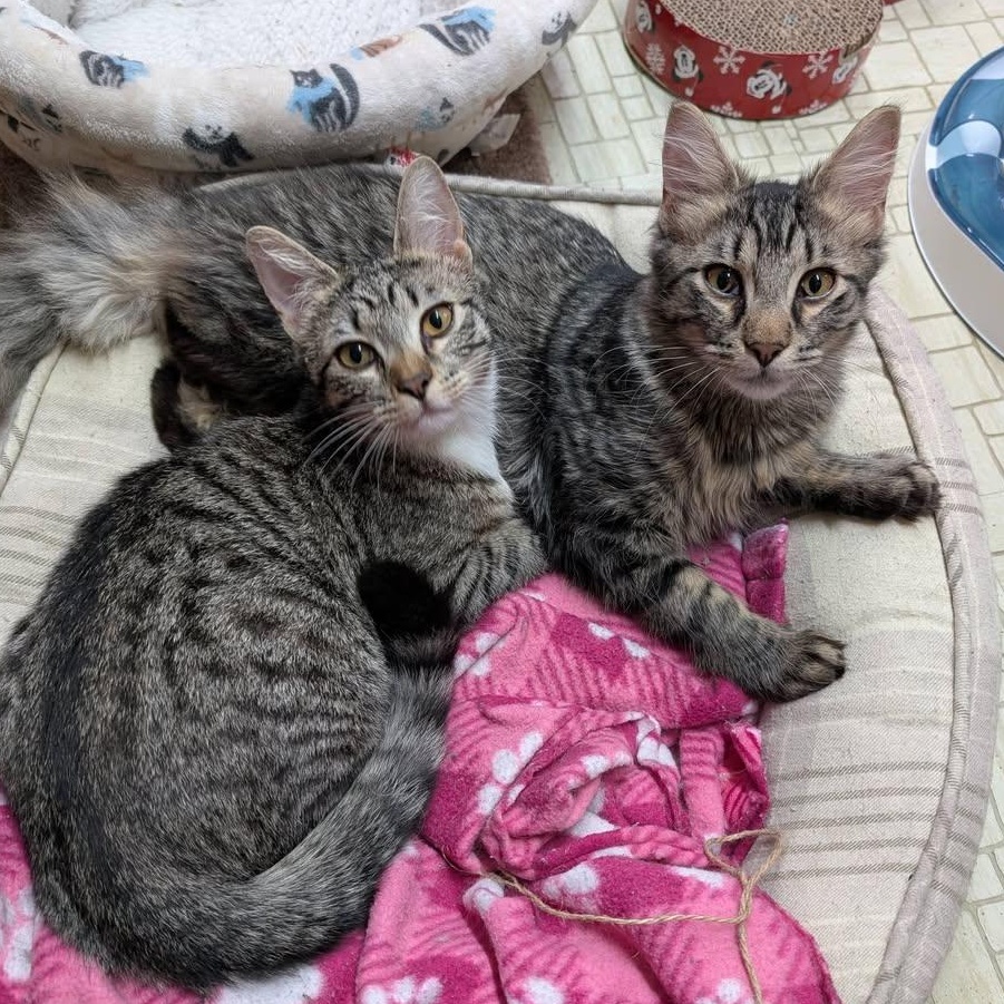 Enlarge Bruno & Mirabel (Bonded), a ADOPTABLE mixed breed in East Amherst, NY image 1/6