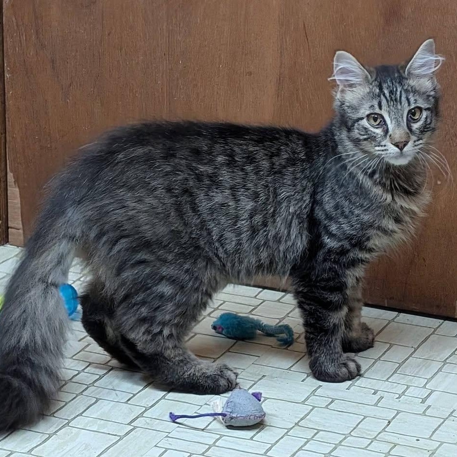 Enlarge Bruno & Mirabel (Bonded), a ADOPTABLE mixed breed in East Amherst, NY image 4/6