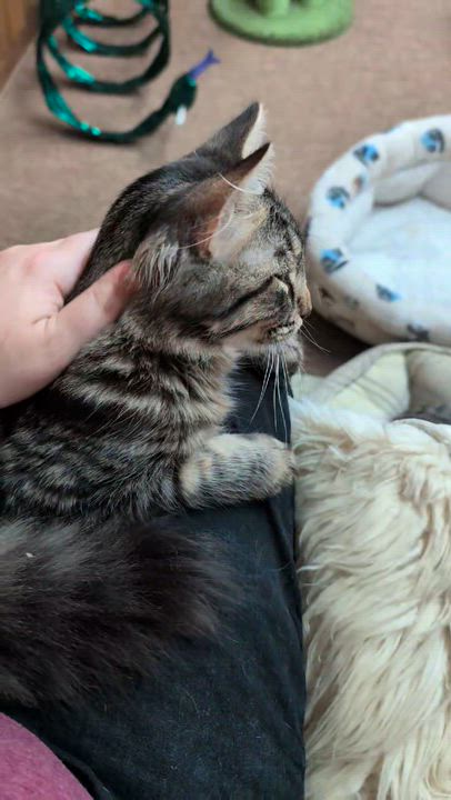 Enlarge Bruno & Mirabel (Bonded), a ADOPTABLE mixed breed in East Amherst, NY video 2/6