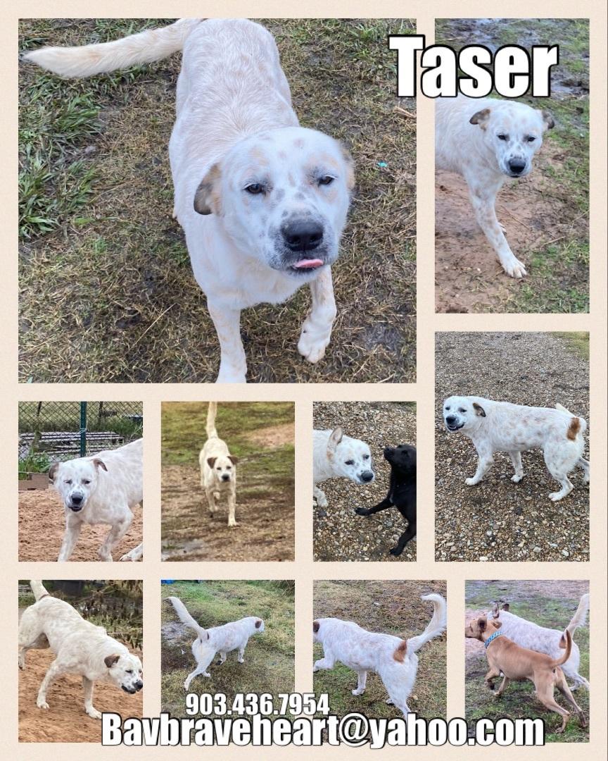 Taser, Adoptable, Adult Male Australian Cattle Dog / Blue Heeler.