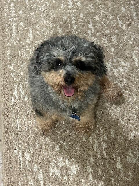 Ali, an adopted mixed breed in Orlando, FL image 4/4