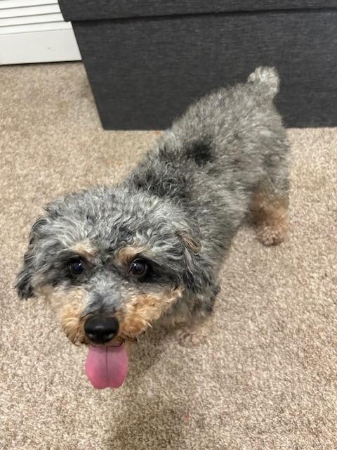 Ali, an adopted mixed breed in Orlando, FL image 2/4
