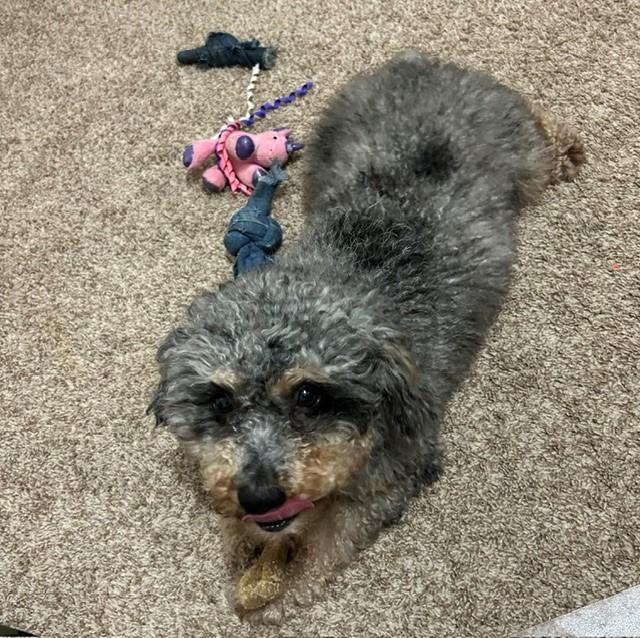 Ali, an adopted mixed breed in Orlando, FL image 3/4