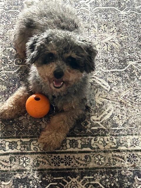 Ali, an adopted mixed breed in Orlando, FL image 1/4