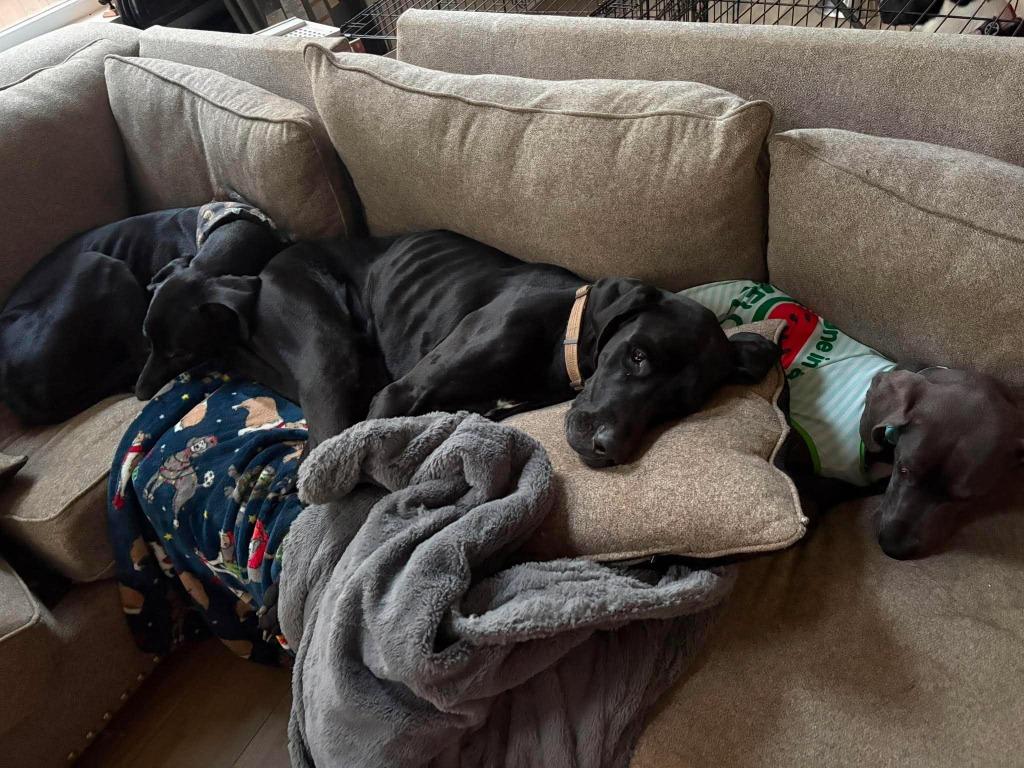 Loki, an adopted Great Dane in Lebanon, TN image 5/6