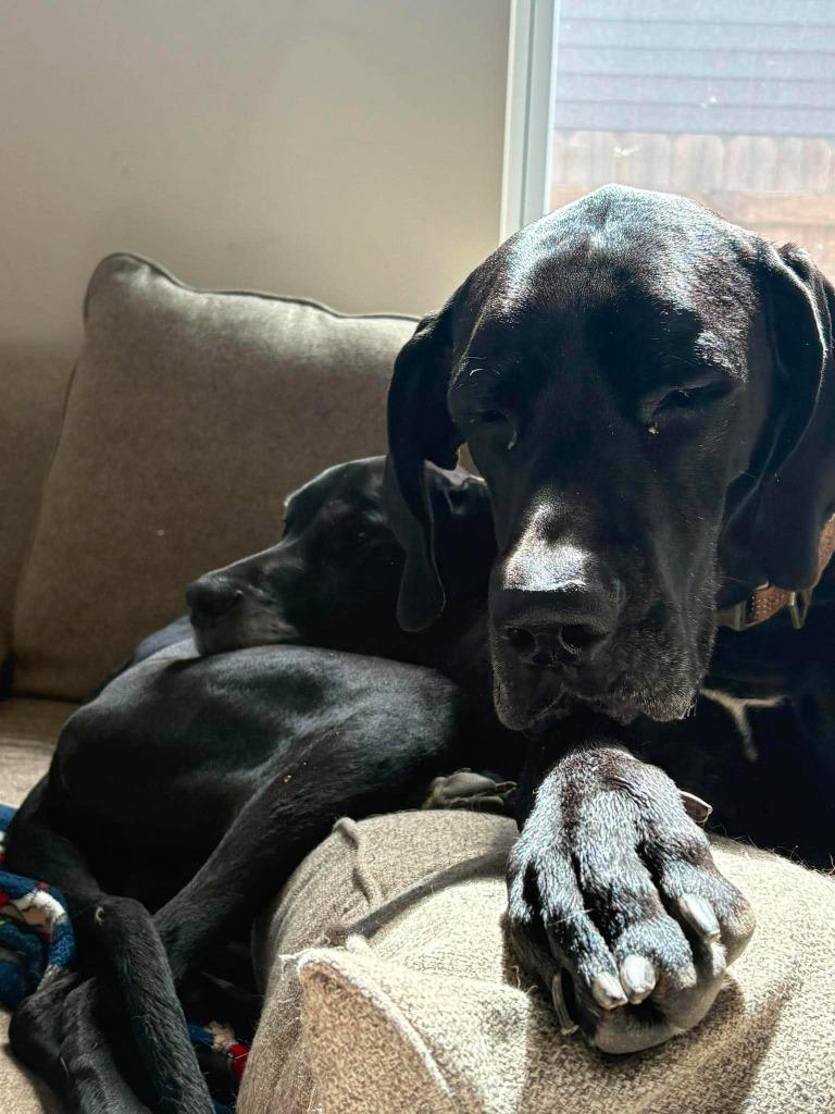 Loki, an adopted Great Dane in Lebanon, TN image 3/6