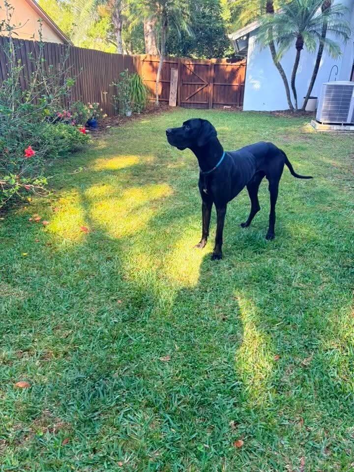 Loki, an adopted Great Dane in Lebanon, TN image 6/6