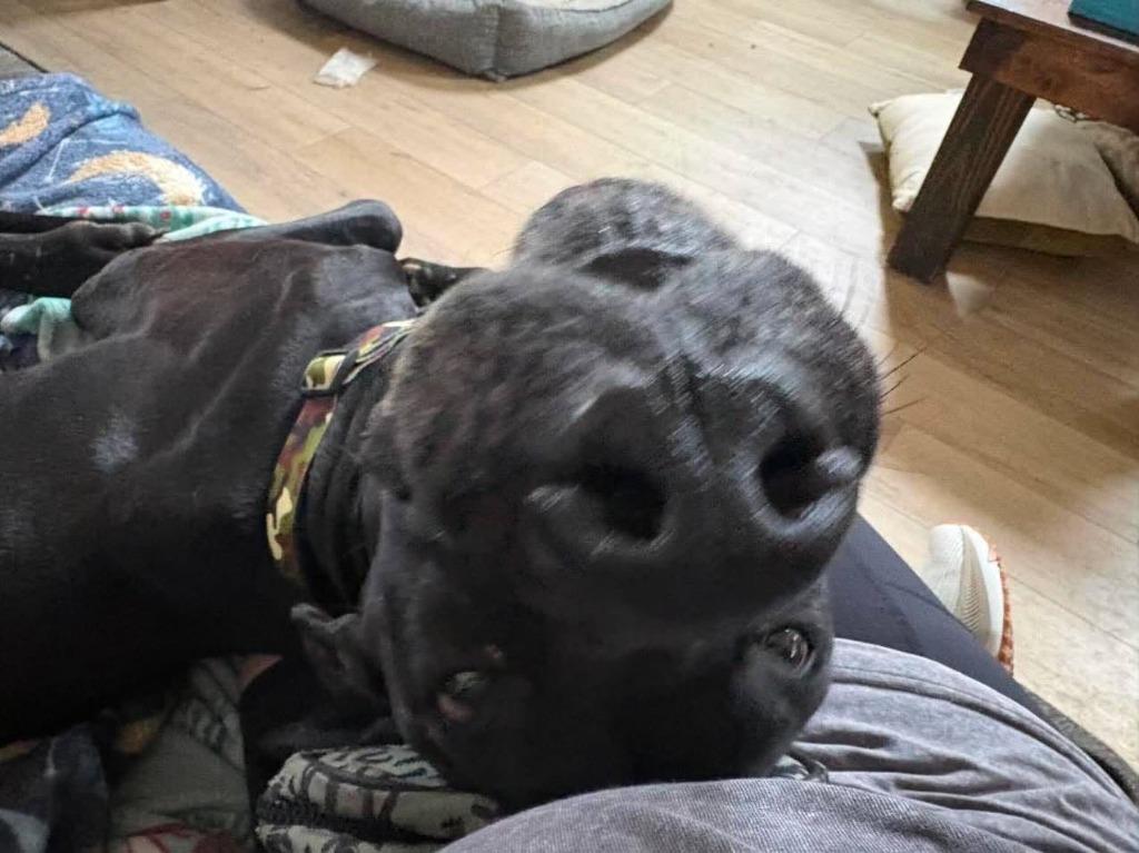 Loki, adopted, Adult Male Great Dane.