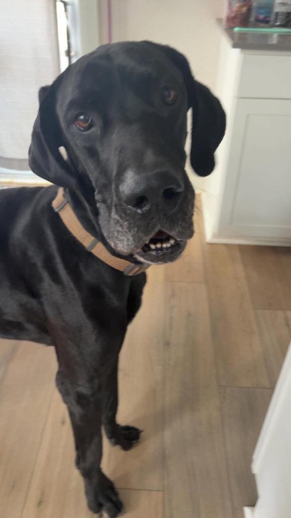 Loki, an adopted Great Dane in Lebanon, TN image 2/6