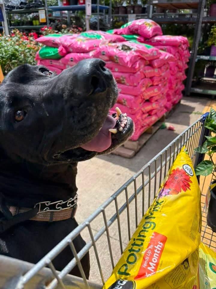 Loki, an adopted Great Dane in Lebanon, TN image 4/6
