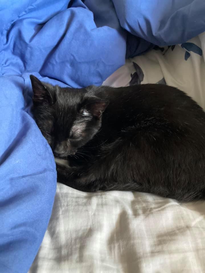 SOLEIL, a Adoptable Domestic Short Hair in Capshaw, AL image 1/4