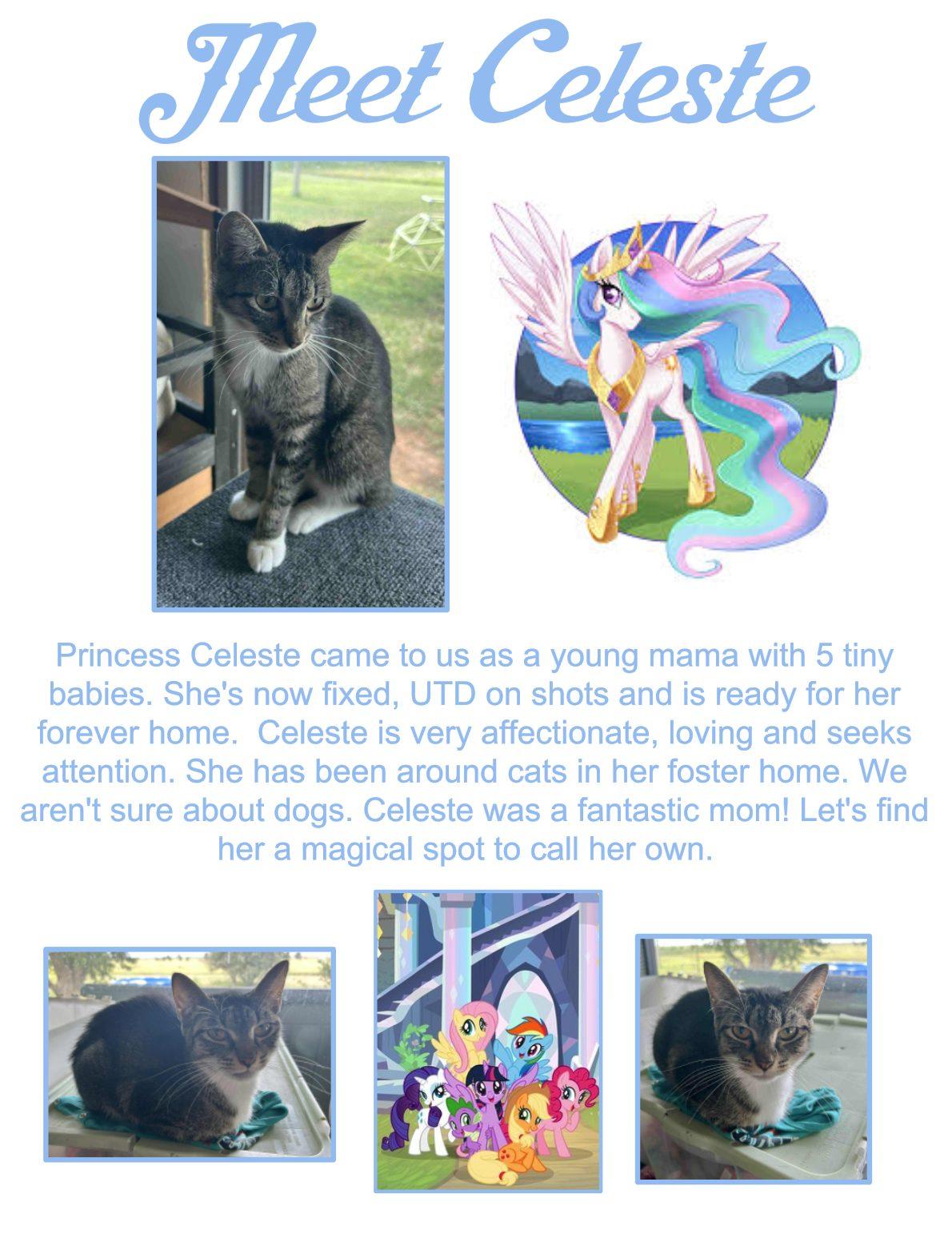 Celeste, an adoptable Domestic Short Hair in Clovis, NM, 88101 | Photo Image 1