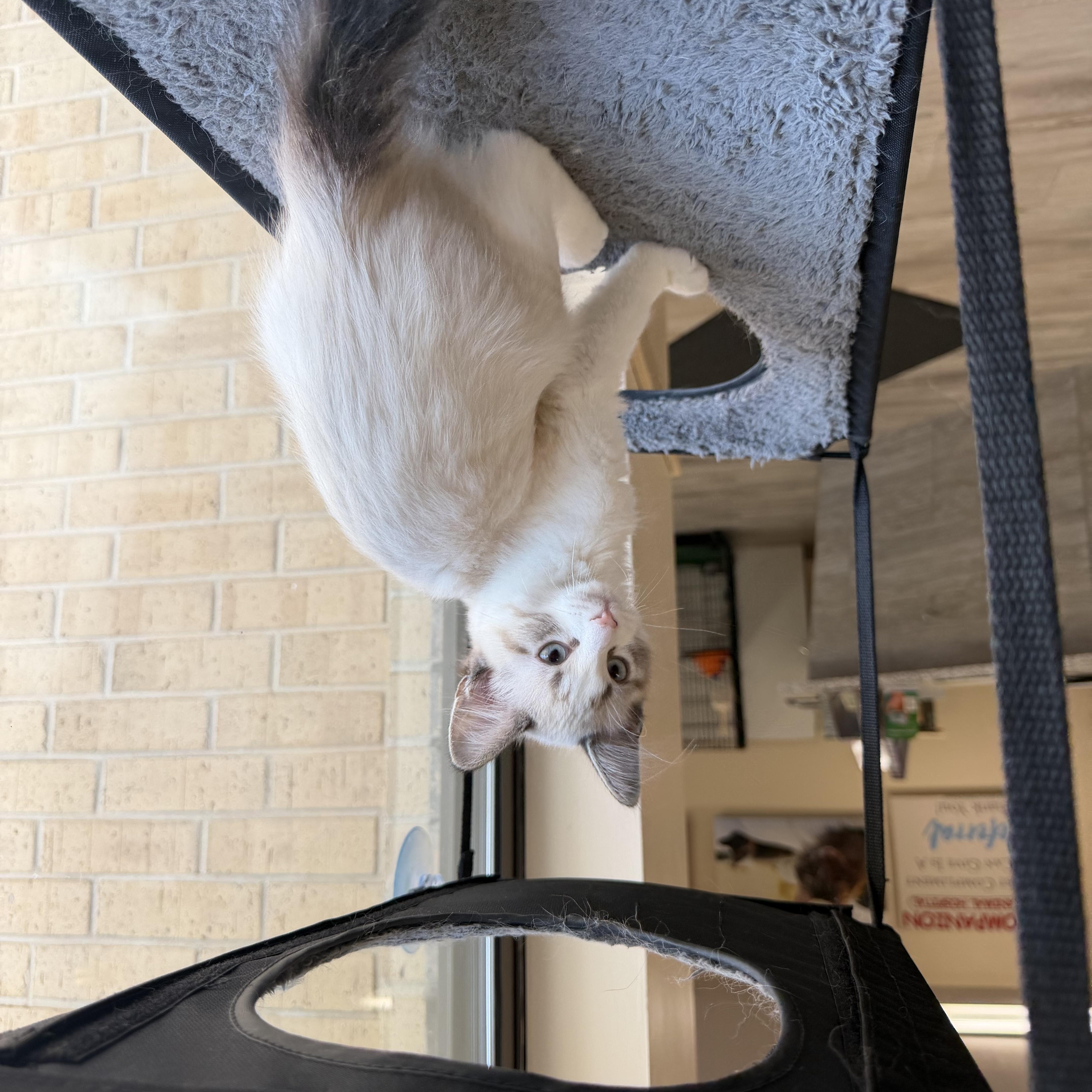 Enlarge Link, an adopted Domestic Medium Hair in Madison, WI image 2/5