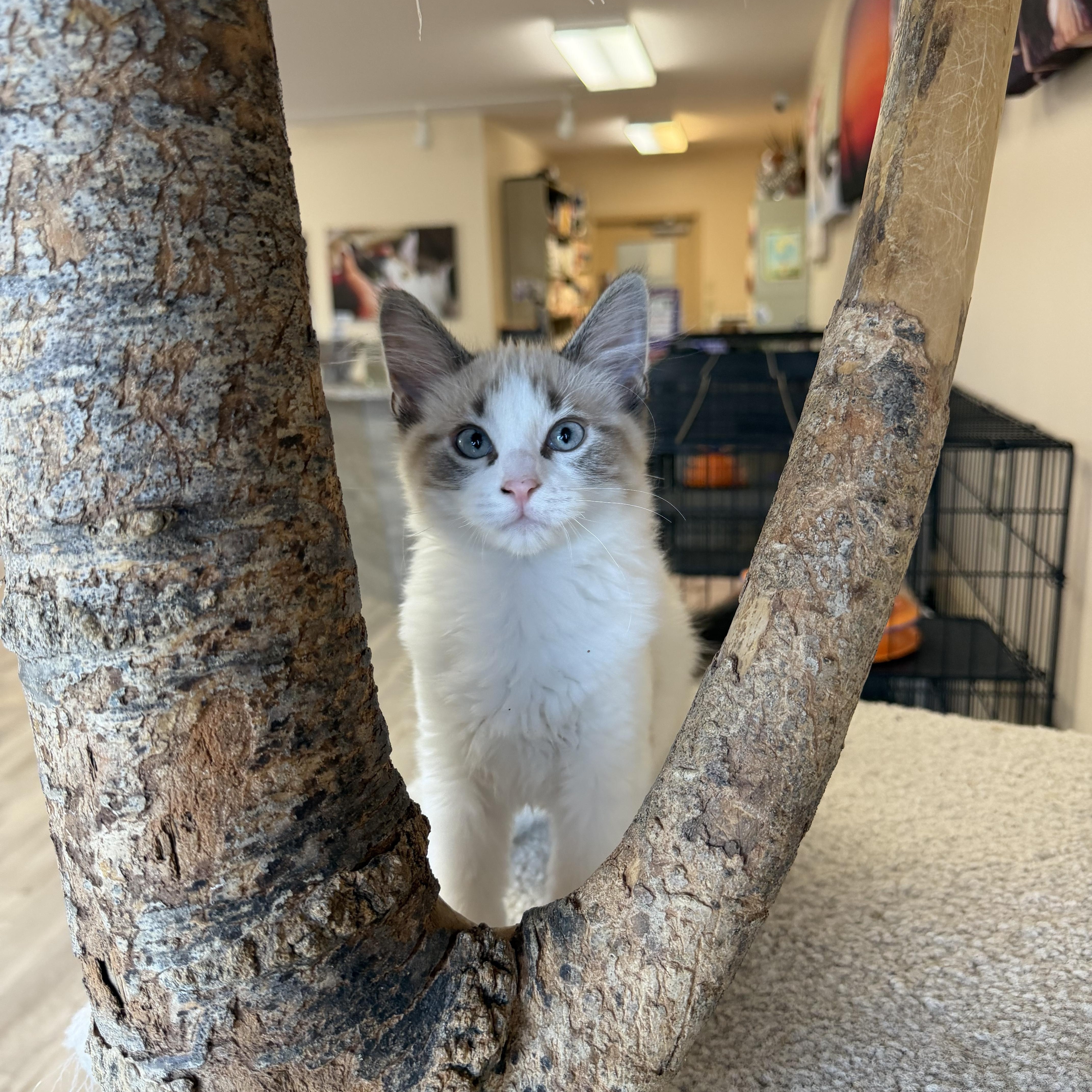 Enlarge Link, an adopted Domestic Medium Hair in Madison, WI image 4/5