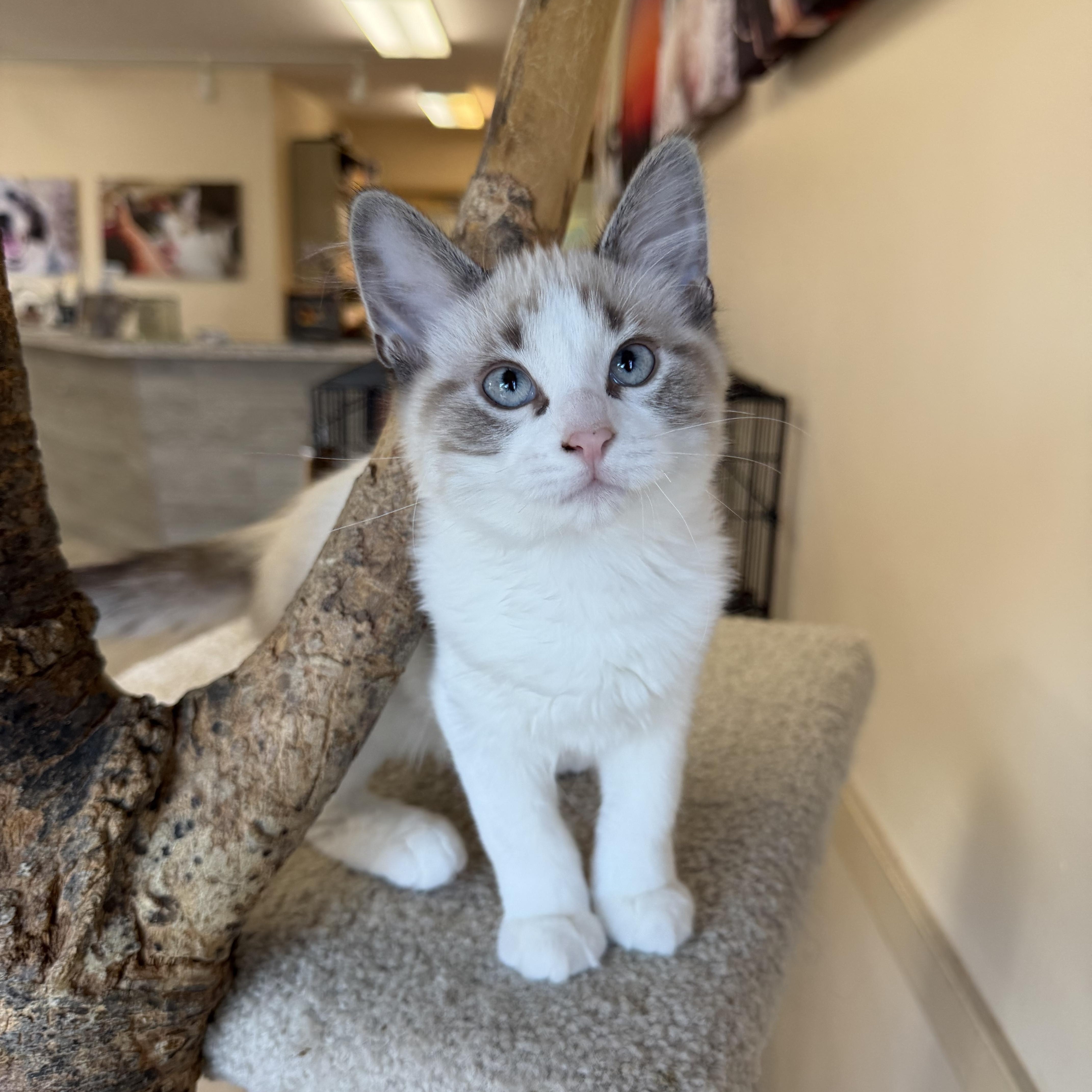 Link, adopted, Kitten Male Domestic Medium Hair.
