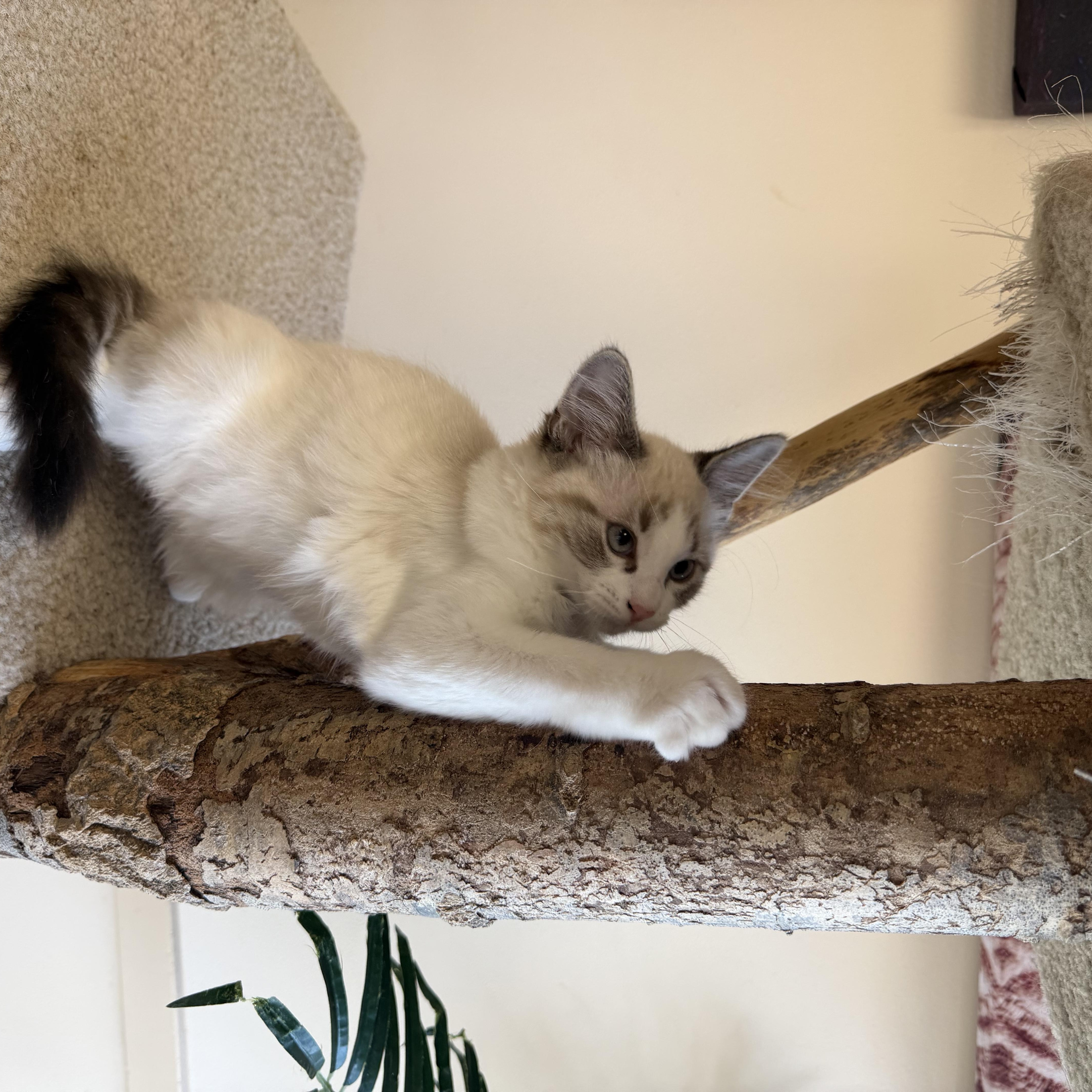 Enlarge Link, an adopted Domestic Medium Hair in Madison, WI image 3/5