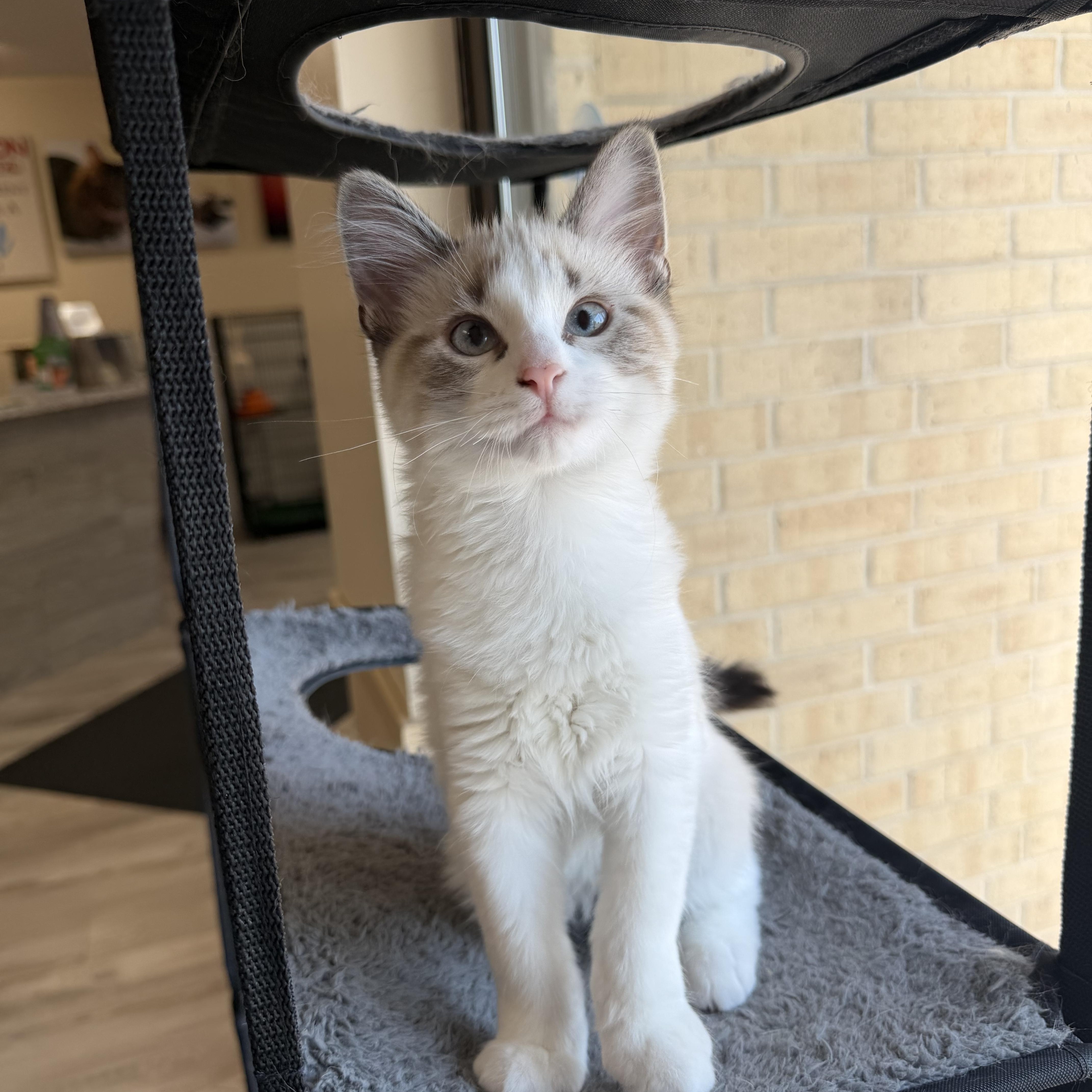 Enlarge Link, an adopted Domestic Medium Hair in Madison, WI image 5/5