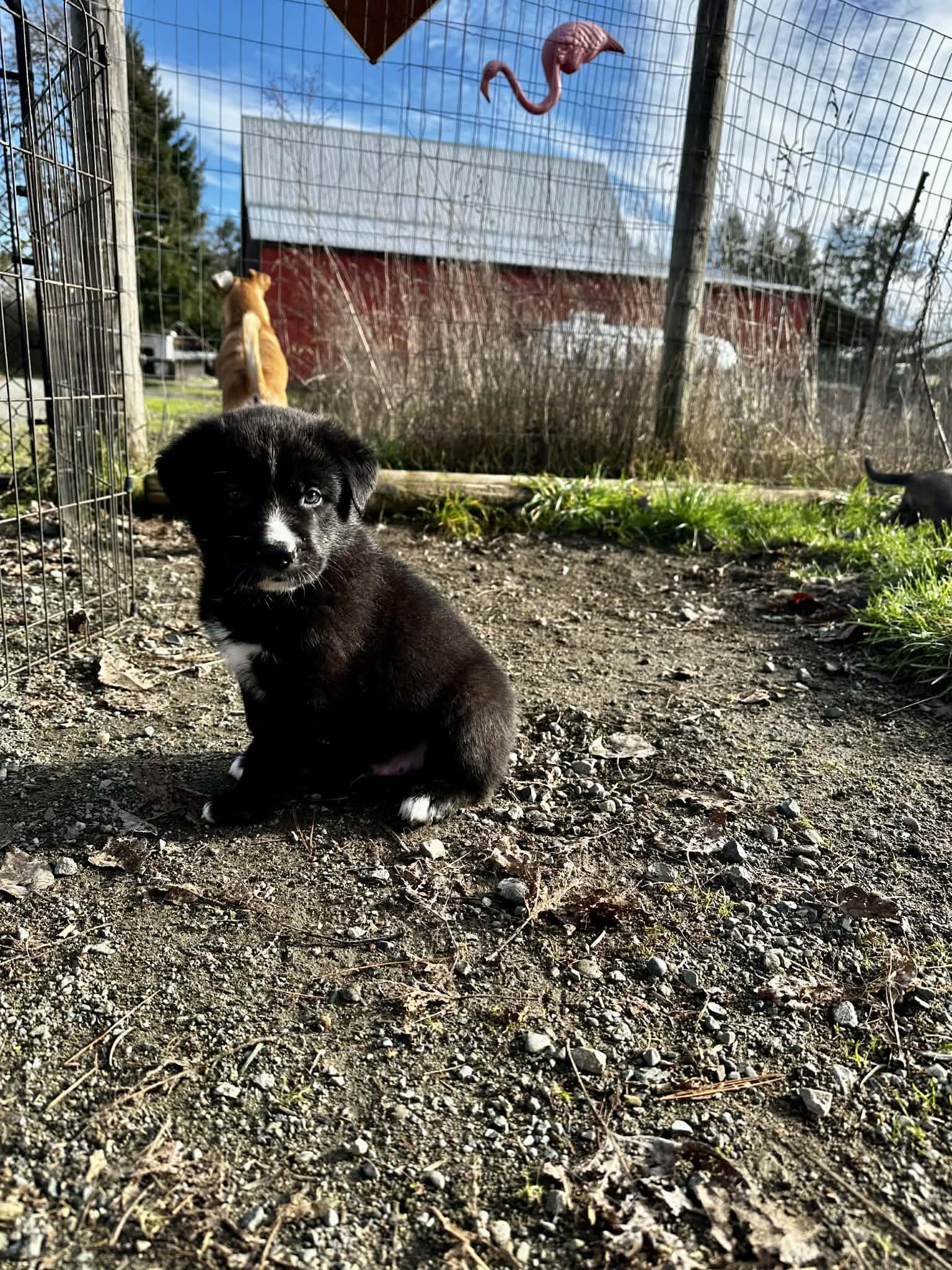 Enlarge Levi, an adopted mixed breed in Lake Cowichan, BC image 2/6